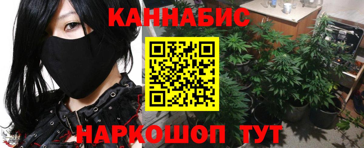 Каннабис сатива Сокол